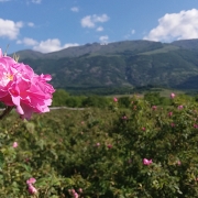 Roza