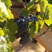 vinogradec